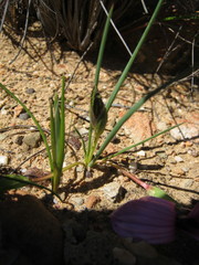 Romulea atrandra atrandra