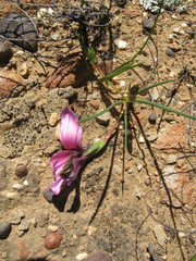 Romulea atrandra atrandra