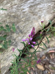 Comesperma hispidulum