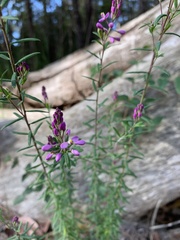 Comesperma hispidulum