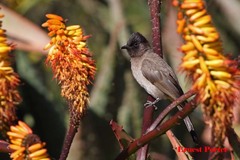Pycnonotus barbatus layardi