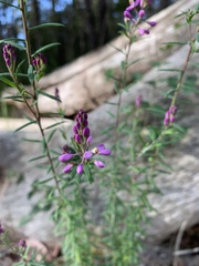 Comesperma hispidulum