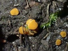 Ramsbottomia asperior