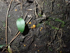 Ramsbottomia asperior