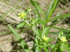 Potentilla tucumanensis
