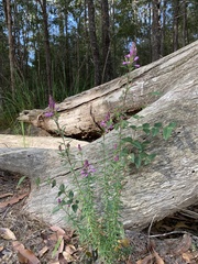 Comesperma hispidulum