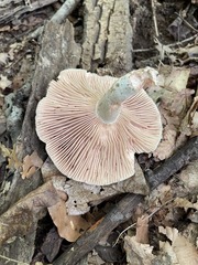 Russula eccentrica