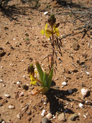 Bulbine succulenta