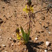 Bulbine succulenta - Photo (c) Marion Maclean,  זכויות יוצרים חלקיות (CC BY-NC), הועלה על ידי Marion Maclean