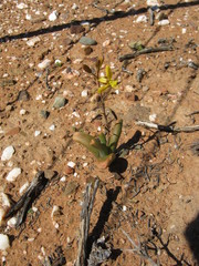 Bulbine succulenta