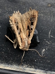 Euxoa ochrogaster