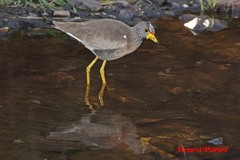 Vanellus senegallus lateralis