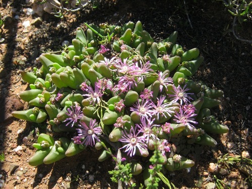 Ostrich-Toe Humpfig (Gibbaeum gibbosum)