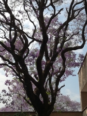 Jacaranda
