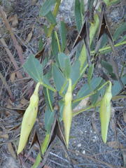 Rafnia elliptica