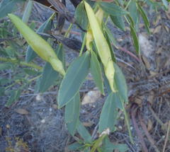 Rafnia elliptica