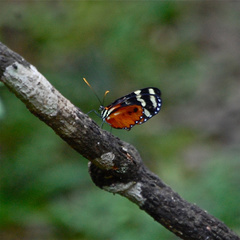 Mechanitis polymnia isthmia