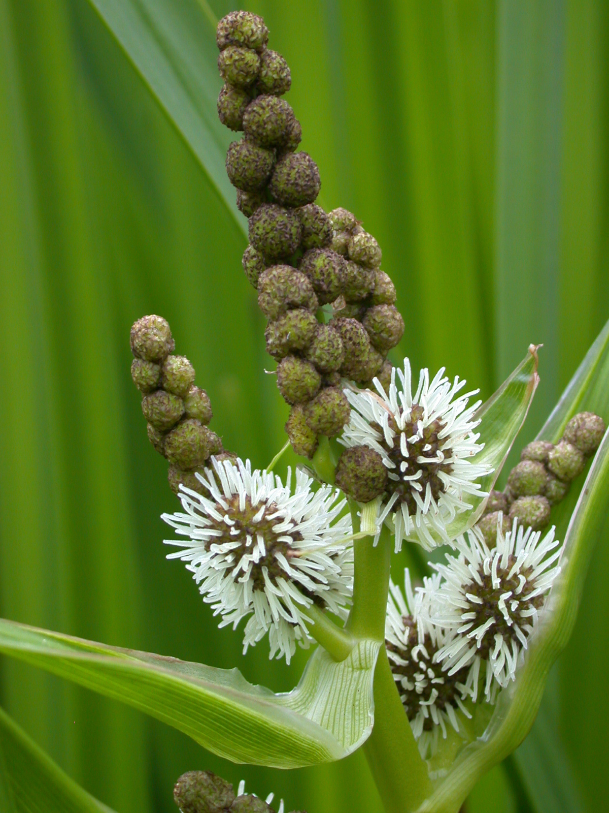 Sparganium