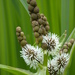 Branched Bur-Reed - Photo (c) Bastiaan, some rights reserved (CC BY-NC-ND)
