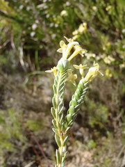 Gnidia chrysophylla