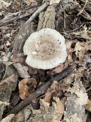 Russula eccentrica