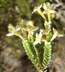Gnidia chrysophylla