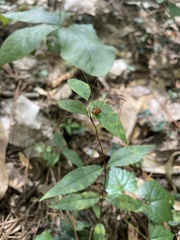 Leiobunum flavum