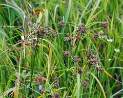 Scirpus atrocinctus