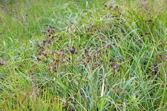 Scirpus atrocinctus