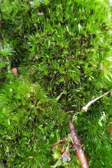 Campylopus flexuosus