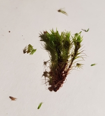 Campylopus flexuosus