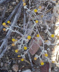 Helichrysum cylindriflorum