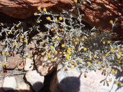 Helichrysum cylindriflorum