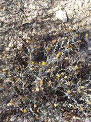 Helichrysum cylindriflorum