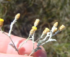Helichrysum cylindriflorum