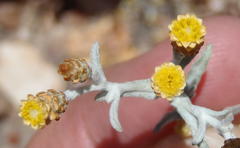 Helichrysum cylindriflorum