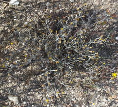 Helichrysum cylindriflorum