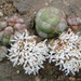 Crassula columnaris - Photo (c) Corinne Merry, algunos derechos reservados (CC BY-NC-ND), subido por Corinne Merry