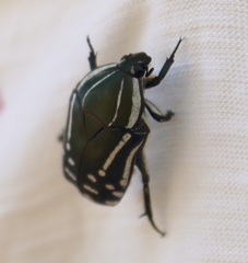 Rhabdotis semipunctata