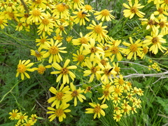 Senecio pampeanus