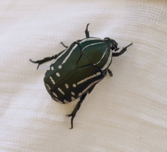 Rhabdotis semipunctata