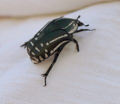 Rhabdotis semipunctata