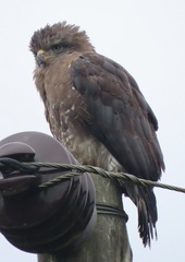 Circaetus fasciolatus