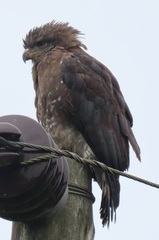 Circaetus fasciolatus