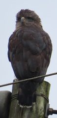 Circaetus fasciolatus