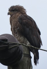 Circaetus fasciolatus