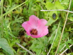 Modiolastrum gilliesii