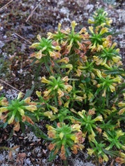 Pedicularis labradorica