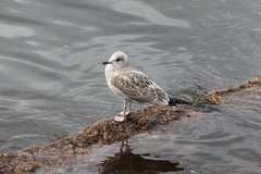 Larus canus