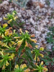 Pedicularis labradorica